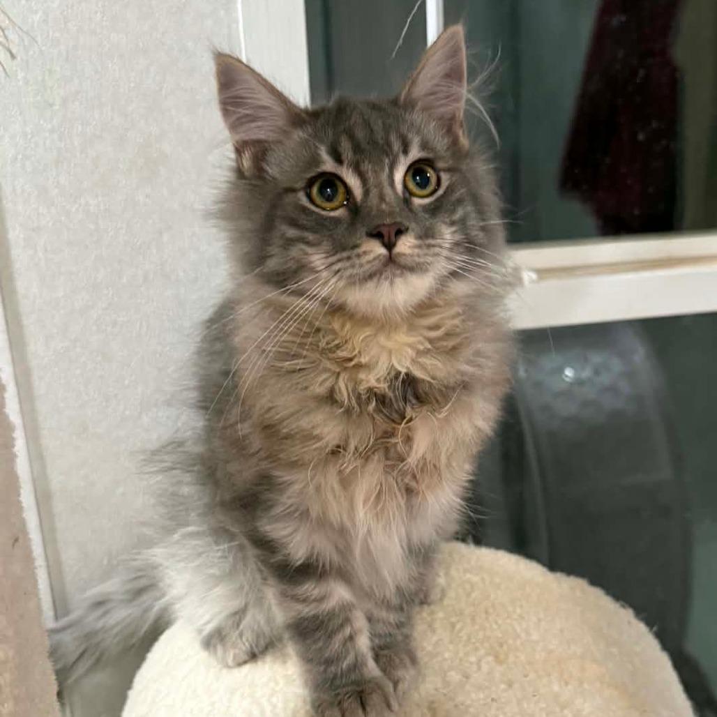 Enlarge Aspen, a Adoptable Domestic Medium Hair in Newcastle, OK image 4/4