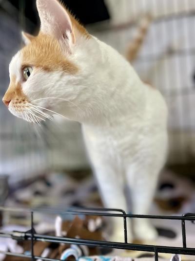 Charlotte — thumbnail 3