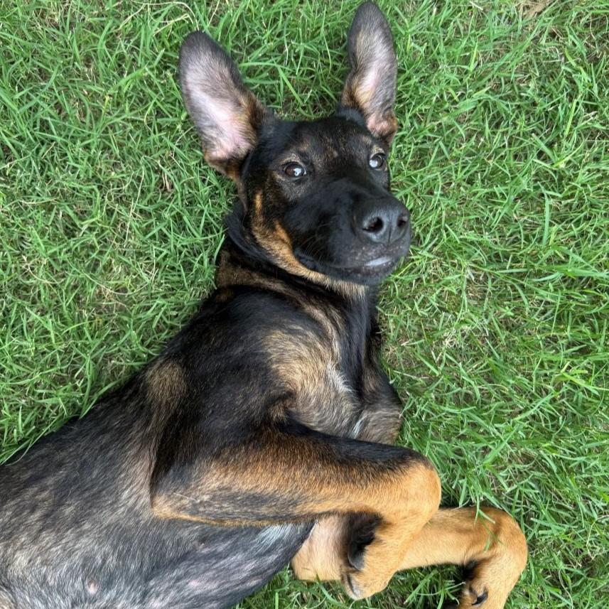 Tilly, Adoptable, Young Female Doberman Pinscher & German Shepherd Dog.