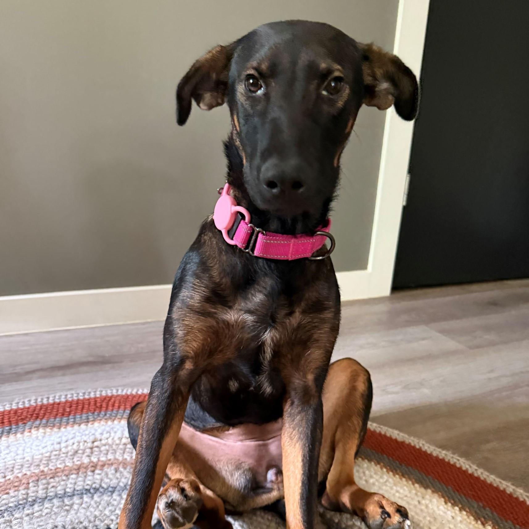 Enlarge Tilly, a Adoptable mixed breed in Austin, TX image 2/5