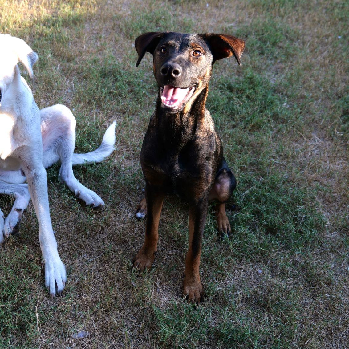 Enlarge Tilly, a Adoptable mixed breed in Austin, TX image 5/5