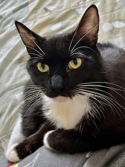 Al (bonded with Jasper), a Adoptable Tabby in Antioch, CA image 1/3