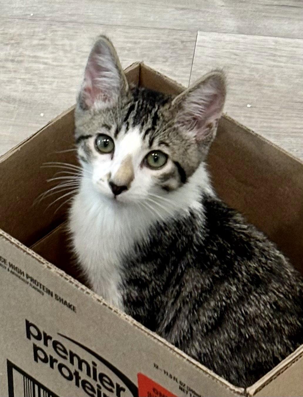 Al (bonded with Jasper), a Adoptable Tabby in Antioch, CA image 2/3
