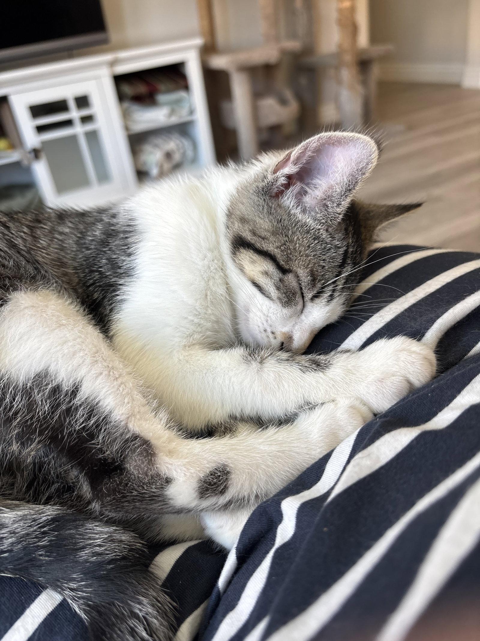 Al (bonded with Jasper), a Adoptable Tabby in Antioch, CA image 3/3