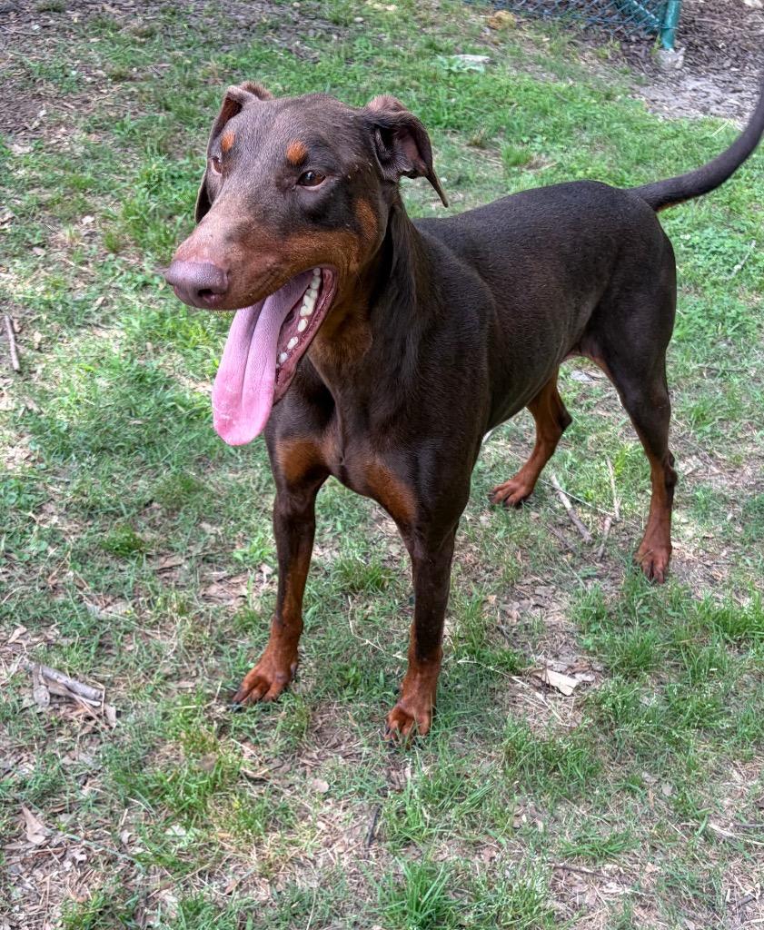 Persephone, Adoptable, Adult Female Doberman Pinscher.