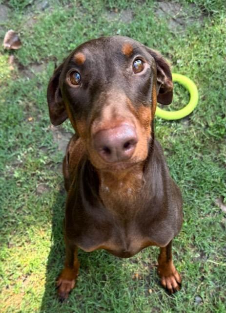 Enlarge Persephone, a Adoptable Doberman Pinscher in Little Rock, AR image 2/6