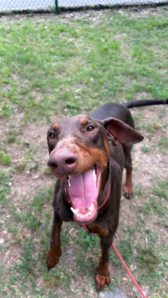 Enlarge Persephone, a Adoptable Doberman Pinscher in Little Rock, AR image 3/6