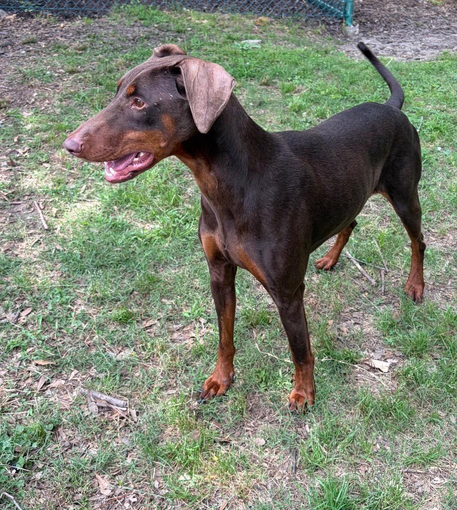 Enlarge Persephone, a Adoptable Doberman Pinscher in Little Rock, AR image 4/6