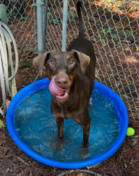 Enlarge Persephone, a Adoptable Doberman Pinscher in Little Rock, AR image 5/6