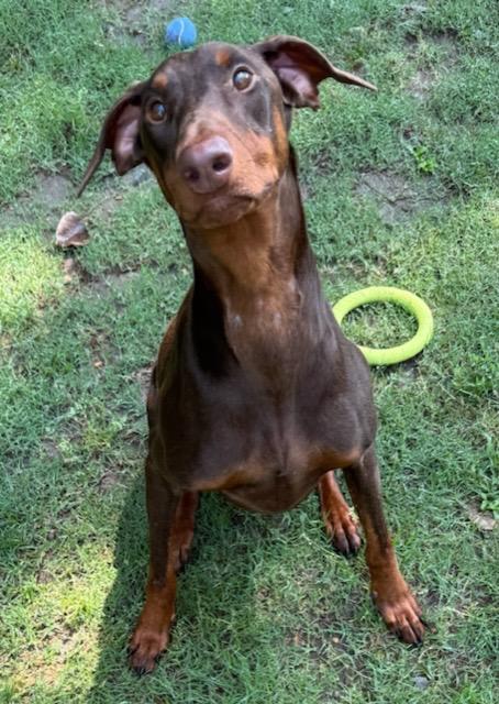 Enlarge Persephone, a Adoptable Doberman Pinscher in Little Rock, AR image 6/6