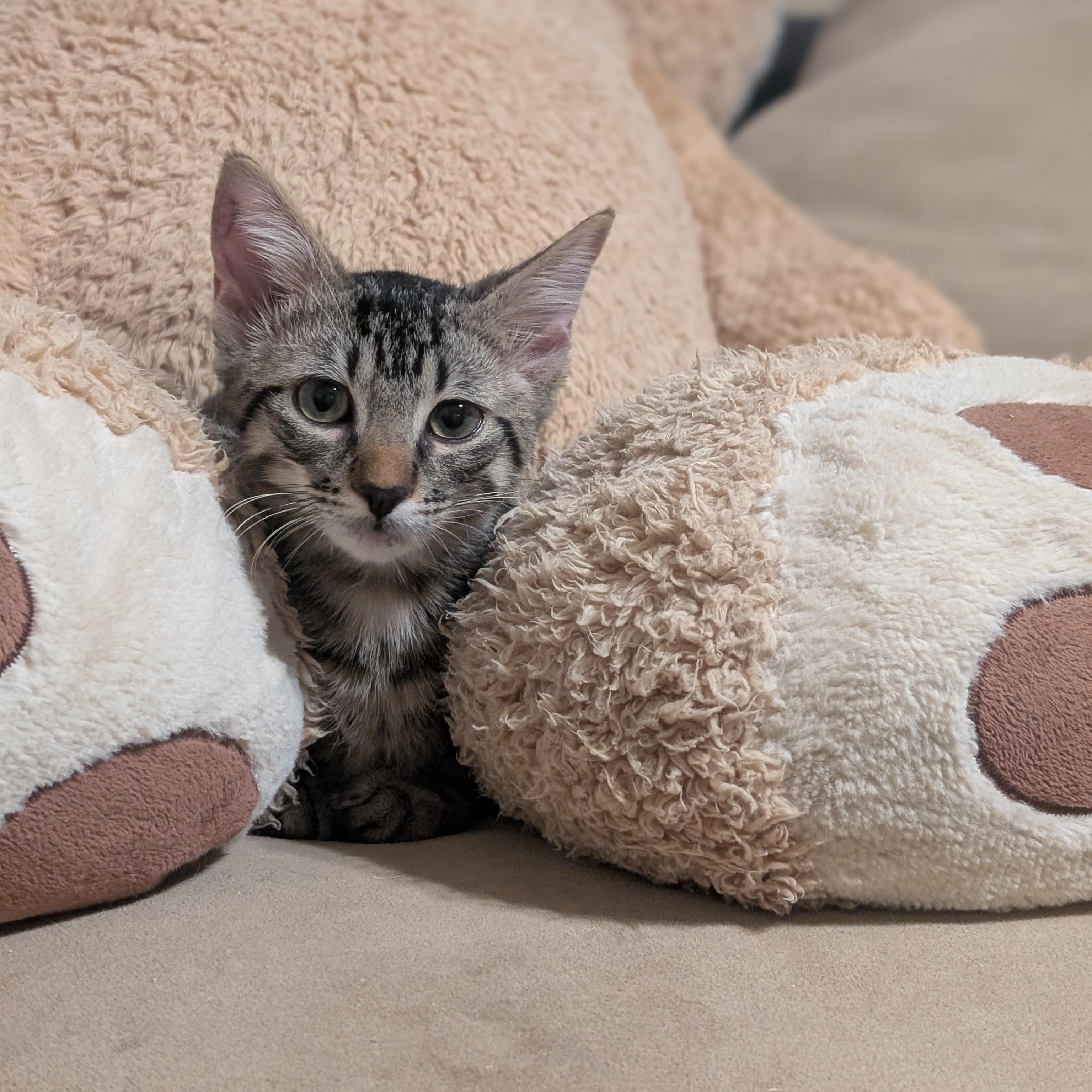 Enlarge Tartan, an adopted American Shorthair in Katy, TX image 2/3