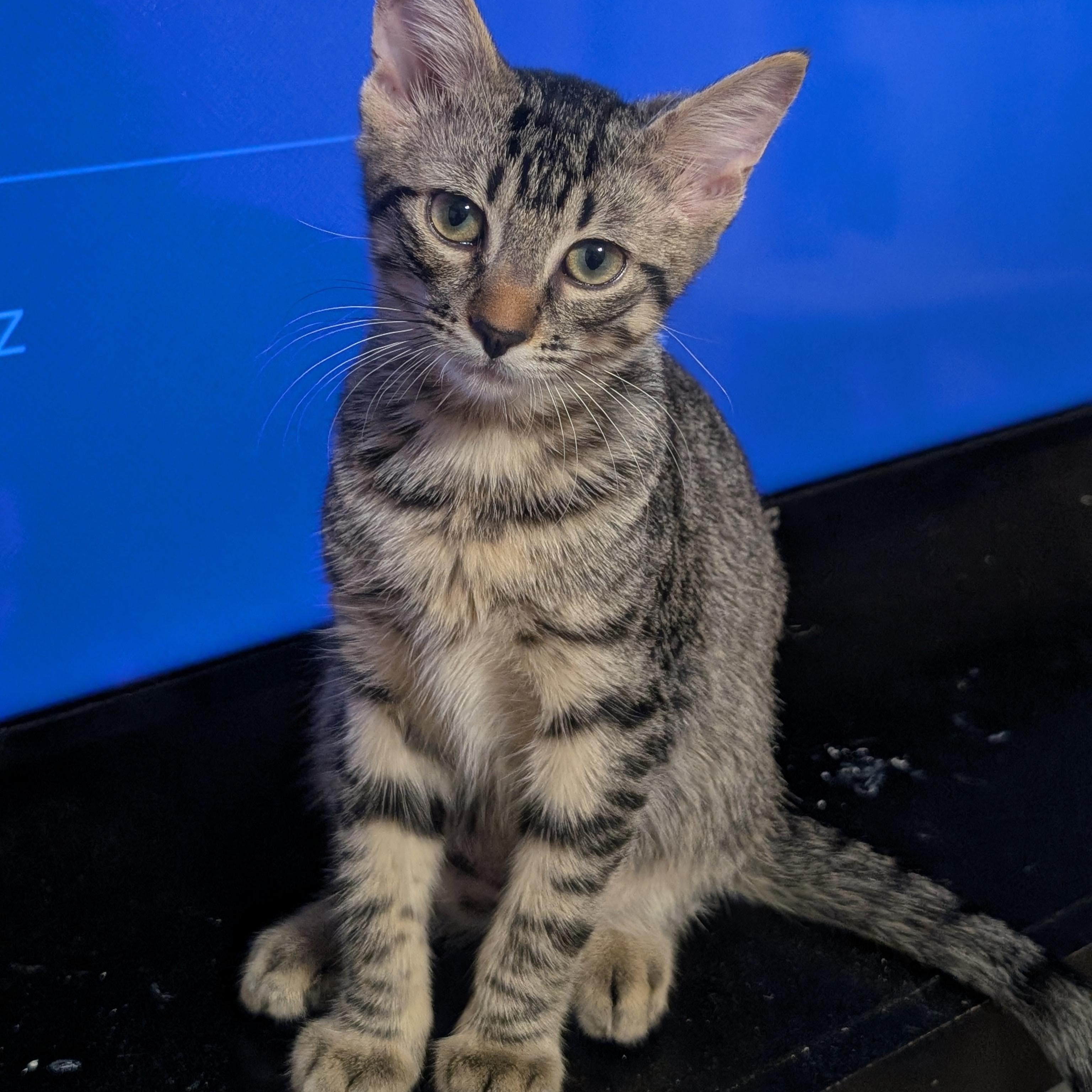 Enlarge Tartan, an adopted American Shorthair in Katy, TX image 3/3