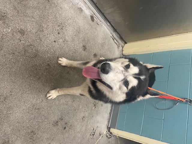 BLUE, Adoptable, Adult Male Husky.