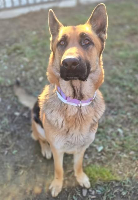 Enlarge TINLEY, a Adoptable German Shepherd Dog in Riverside, CA image 1/1