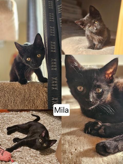 Enlarge MILA, a Adoptable Domestic Short Hair in Westminster, MD image 1/1