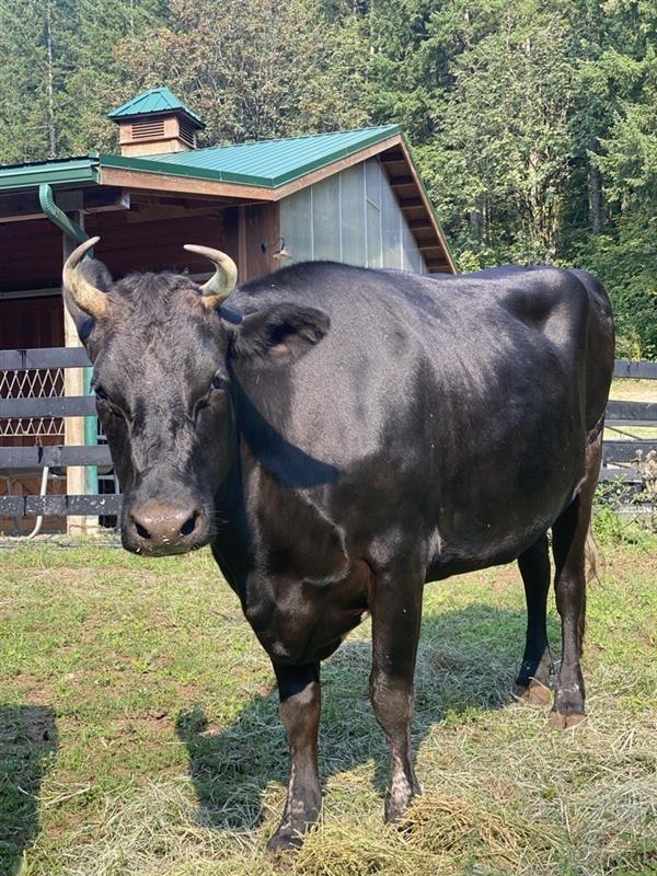 Enlarge Willa / Valentine, a Adoptable Cow in Sultan, WA image 1/1