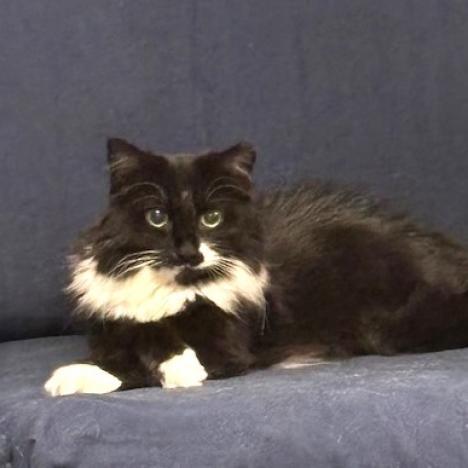 Swirl Hult, Adoptable, Adult Female Domestic Short Hair.