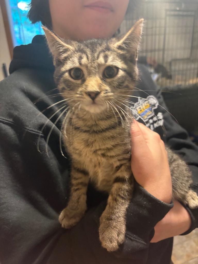 Carrot, Adoptable, Young Male Domestic Short Hair.