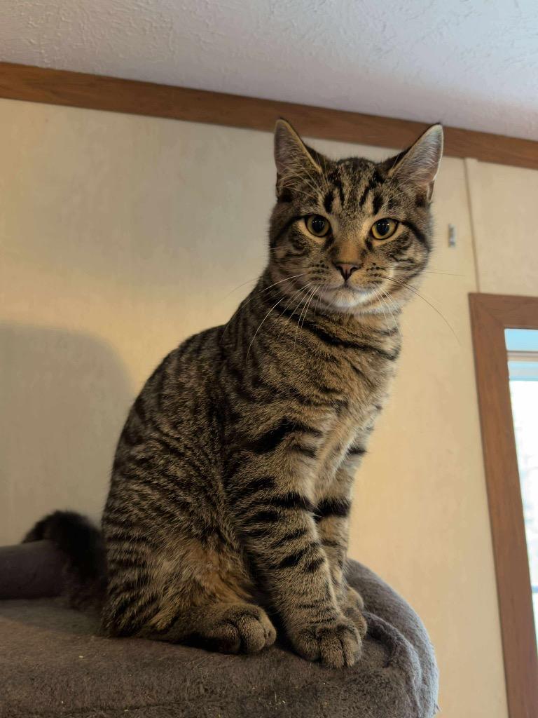 Enlarge Carrot, a Adoptable mixed breed in Parsons, WV image 2/3