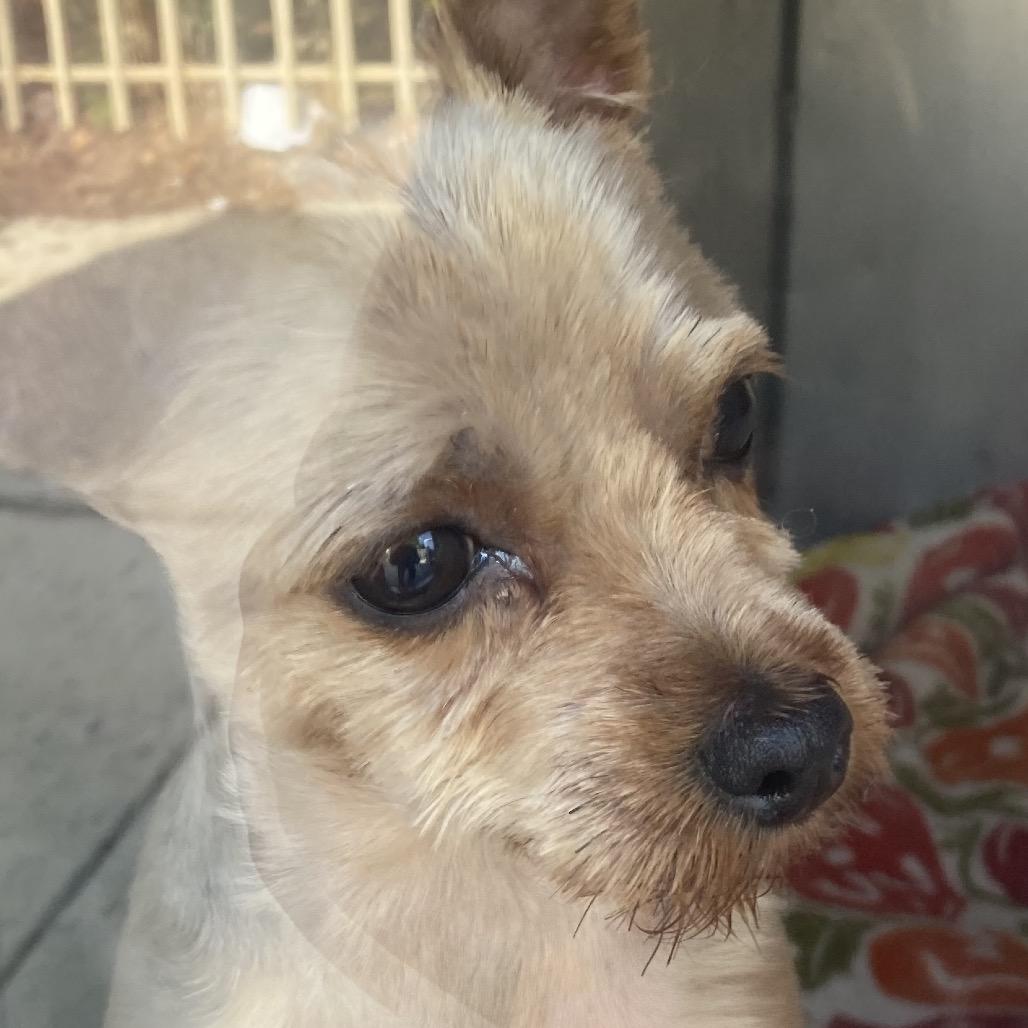 Enlarge Mighty Mouse, a Adoptable mixed breed in West Chester, PA image 1/1