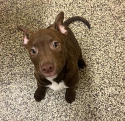 Piplup, Adoptable, Young Male Pit Bull Terrier & Mixed Breed.