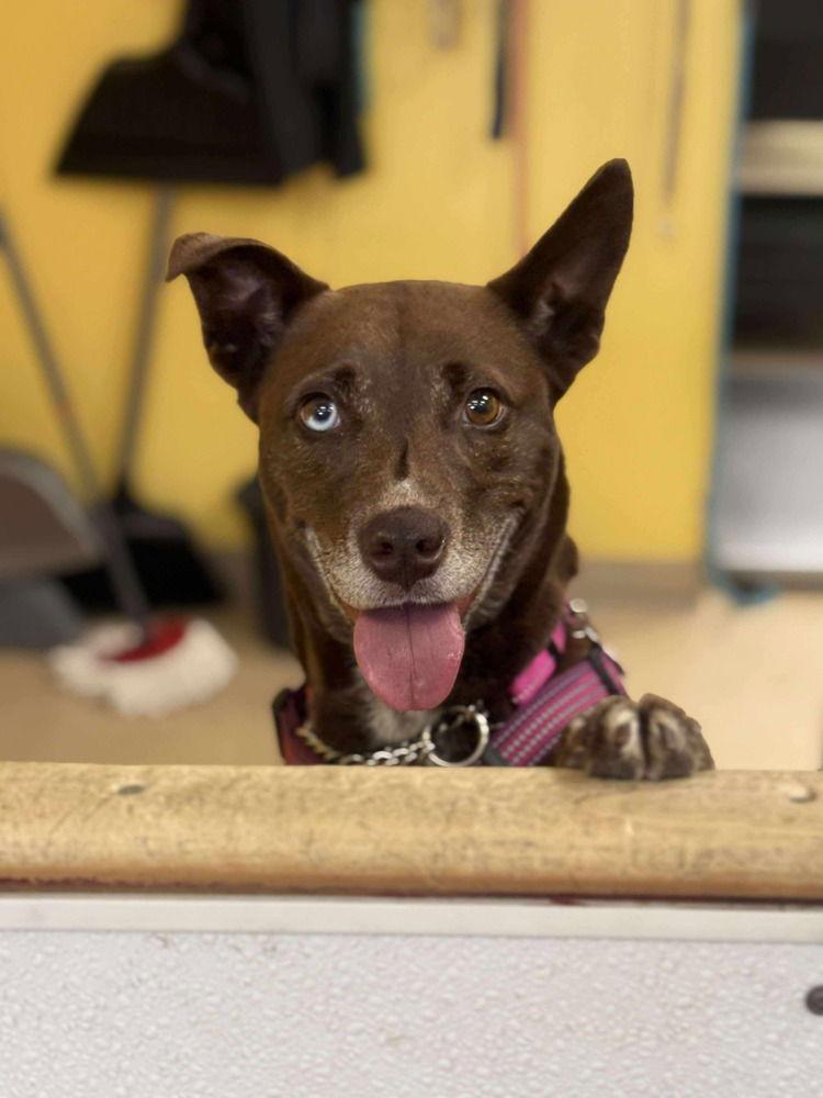 Coconut, Adoptable, Adult Female Terrier.