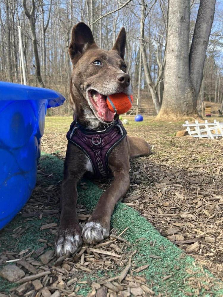 Enlarge Coconut, a Adoptable Terrier in Candler, NC image 1/3