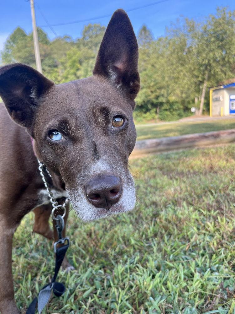 Enlarge Coconut, a Adoptable Terrier in Candler, NC image 2/3