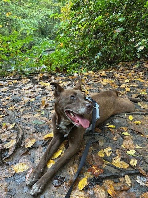 Coconut, Adoptable, Adult Female Terrier.