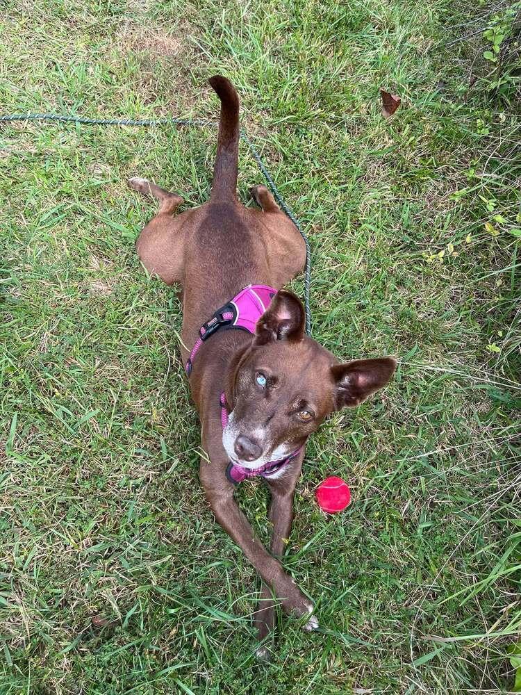 Coconut, a Adoptable Terrier in Candler, NC image 2/3
