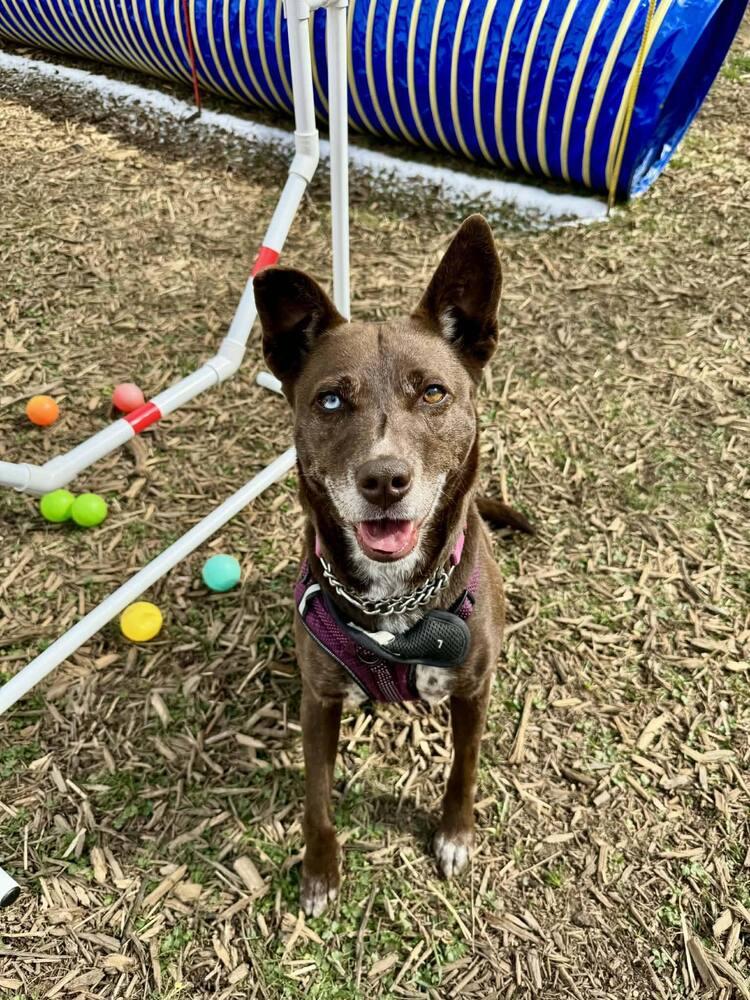 Enlarge Coconut, a Adoptable Terrier in Candler, NC image 3/3