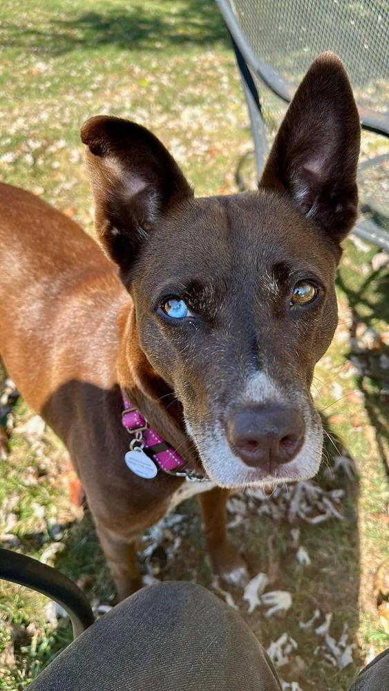 Coconut, a Adoptable Terrier in Candler, NC image 3/3