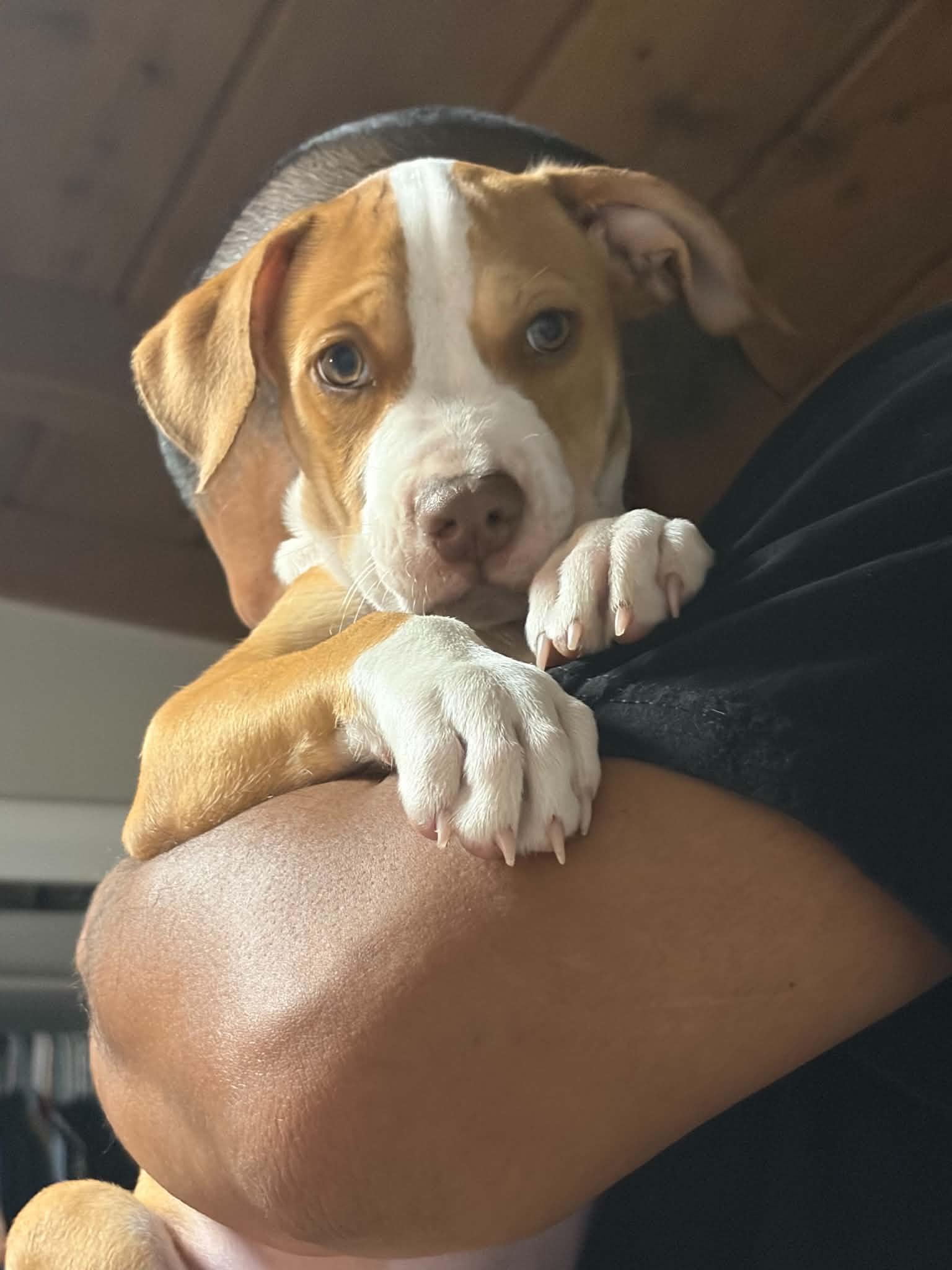 Luna's Stars - Celeste, Adoptable, Puppy Female American Staffordshire Terrier.