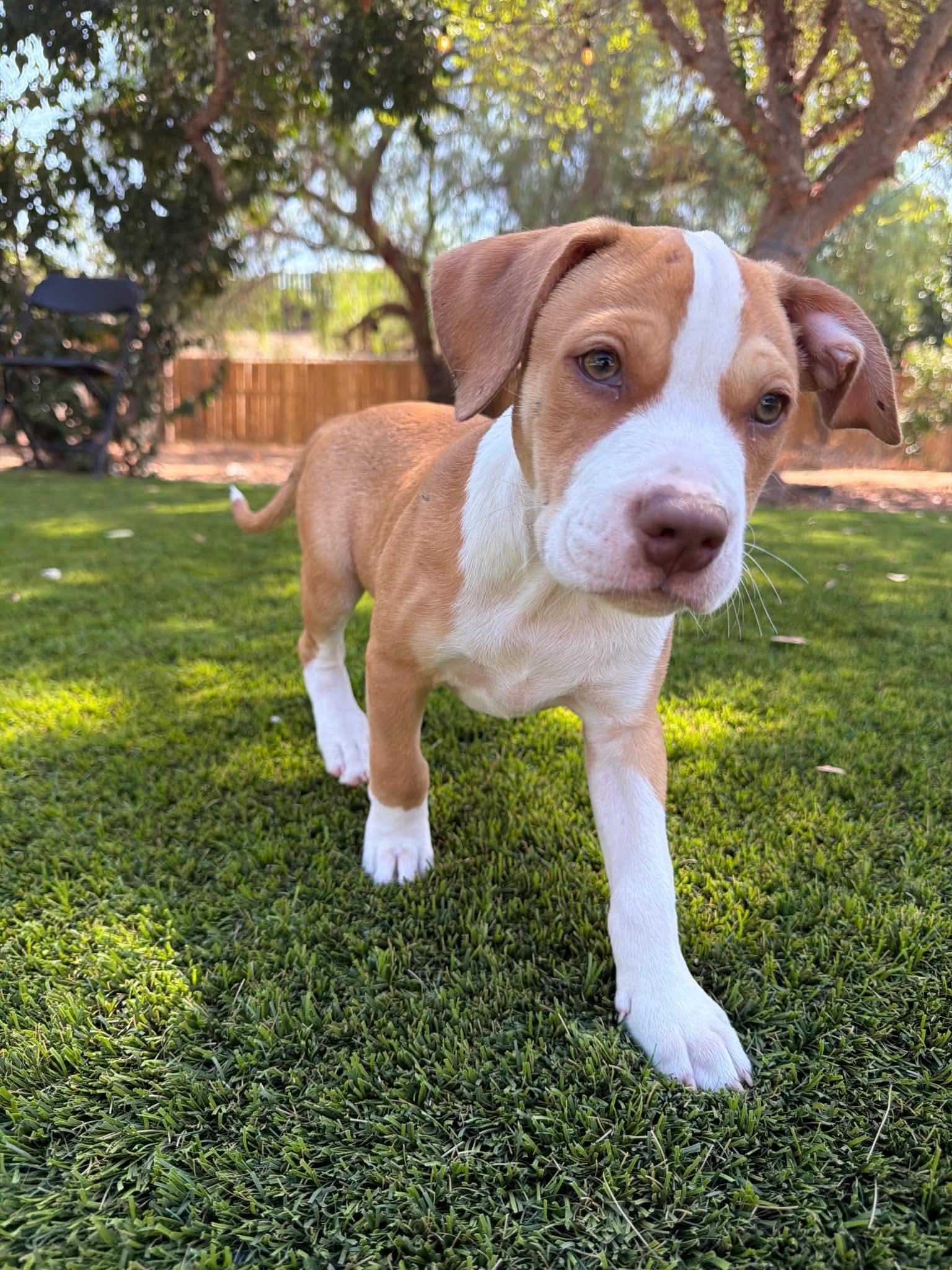 Enlarge Luna's Stars - Celeste, a Adoptable American Staffordshire Terrier in San Diego, CA image 2/3