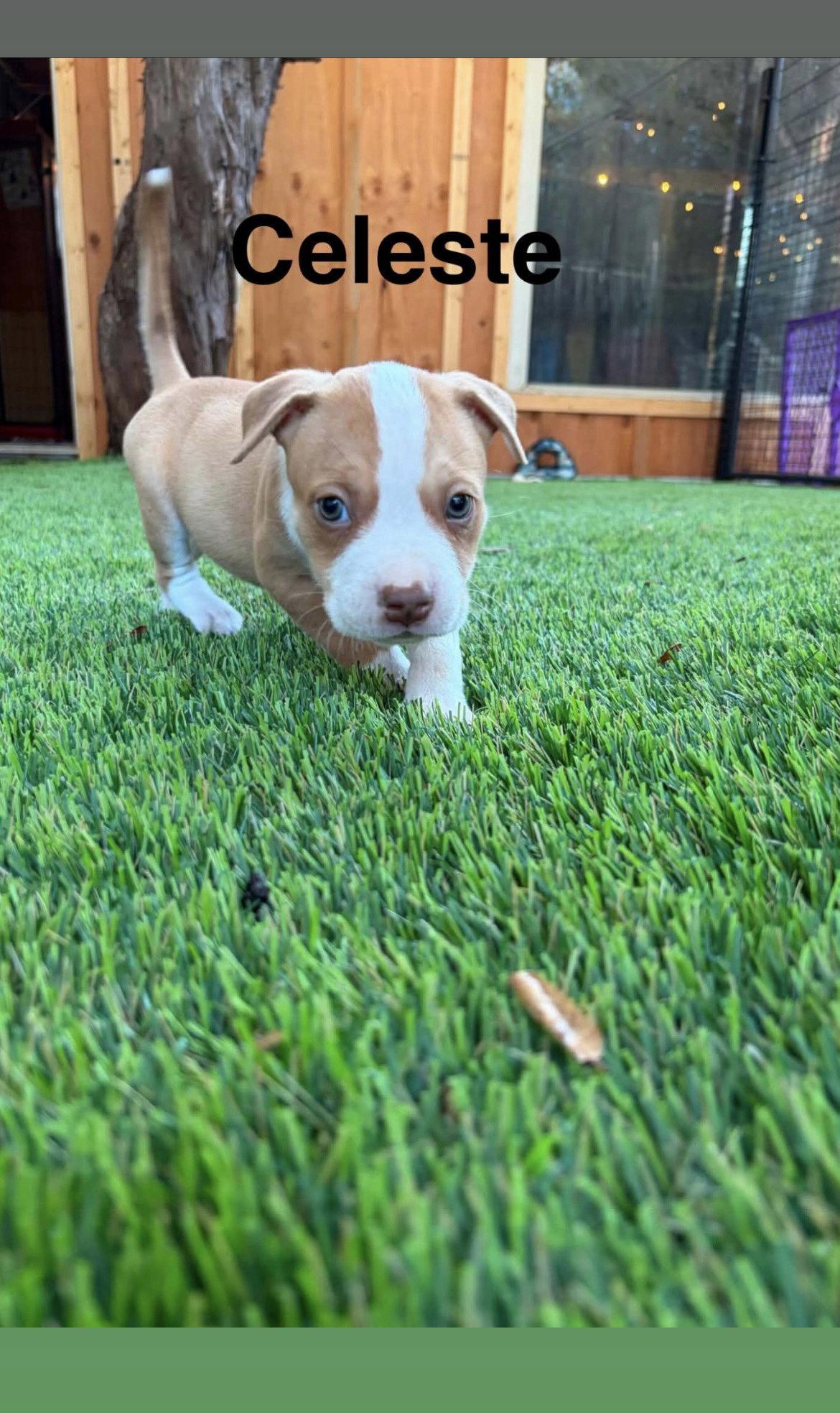 Enlarge Luna's Stars - Celeste, a Adoptable American Staffordshire Terrier in San Diego, CA image 3/3