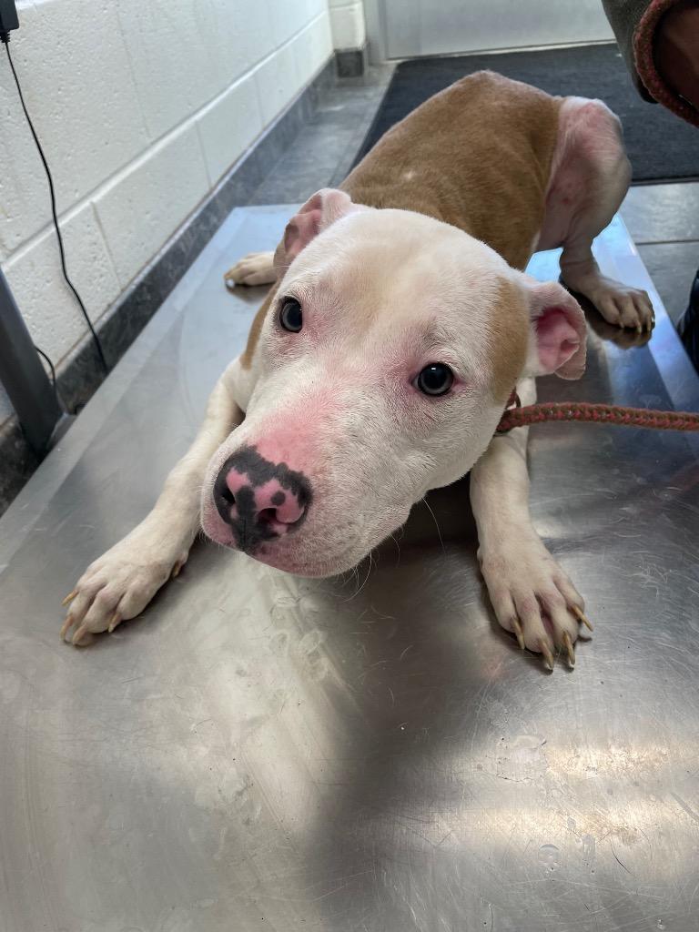 Chandler, Adoptable, Young Male Mixed Breed.