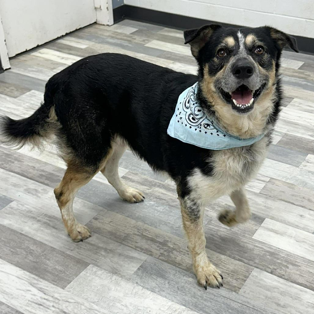 Enlarge Beau, a Adoptable Shepherd in Lufkin, TX image 1/2