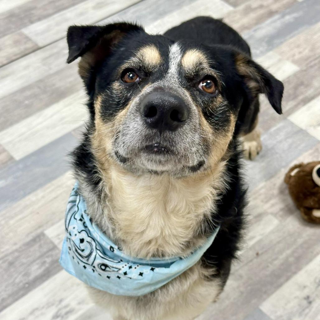 Enlarge Beau, a Adoptable Shepherd in Lufkin, TX image 2/2