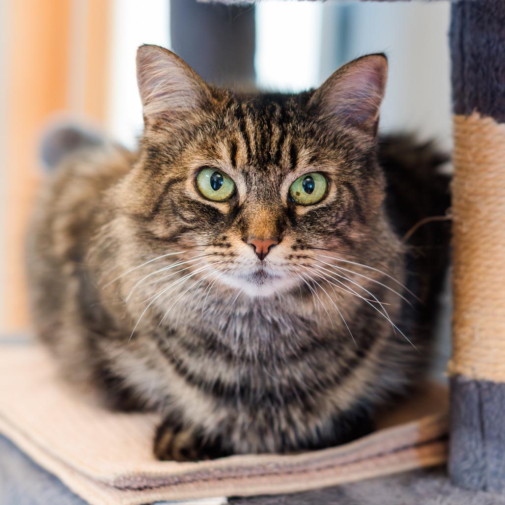 NCI5343 Prilia, Adoptable, Adult Female Domestic Medium Hair.