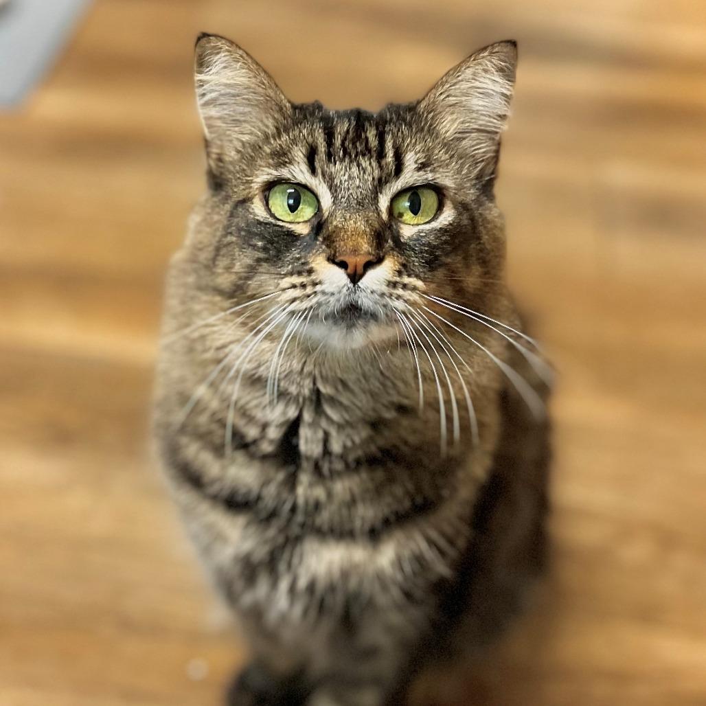 Enlarge NCI5343 Prilia, a Adoptable Domestic Medium Hair in Port Washington, NY image 2/3