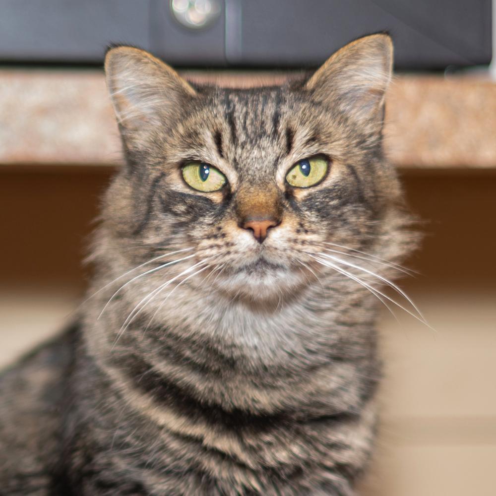 Enlarge NCI5343 Prilia, a Adoptable Domestic Medium Hair in Port Washington, NY image 3/3