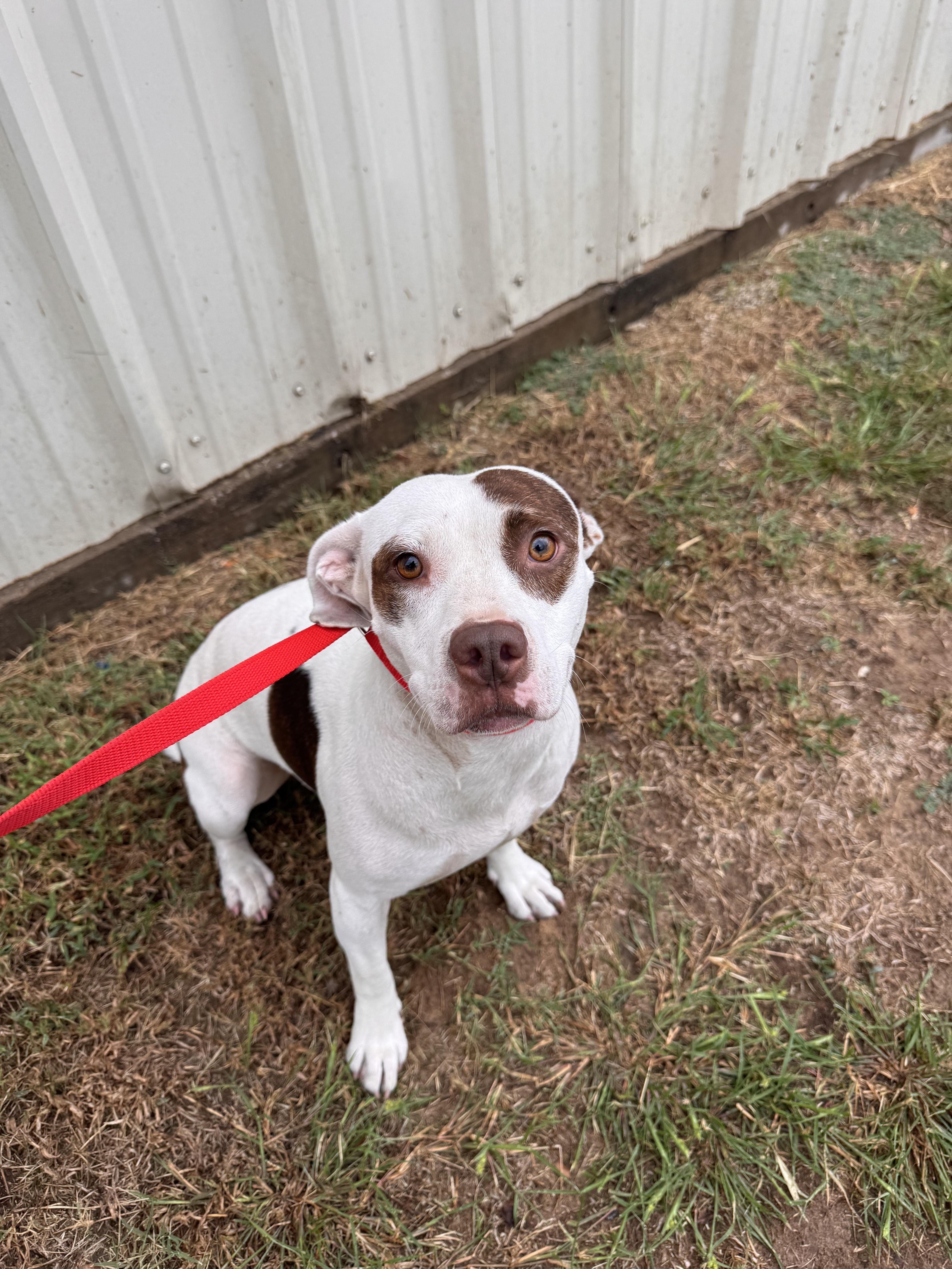Enlarge RAINDROP, a Adoptable mixed breed in Jenks, OK image 1/1