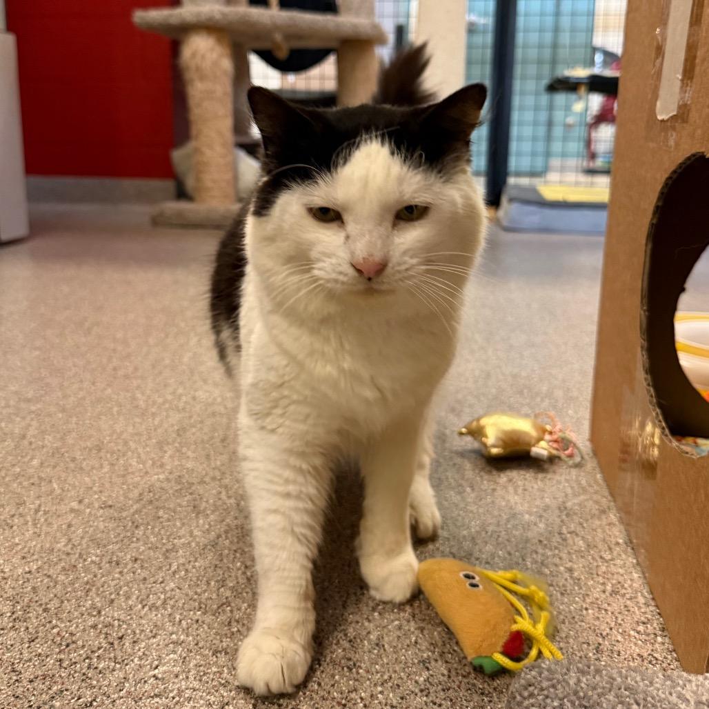 Michi, Adoptable, Adult Female Domestic Medium Hair.