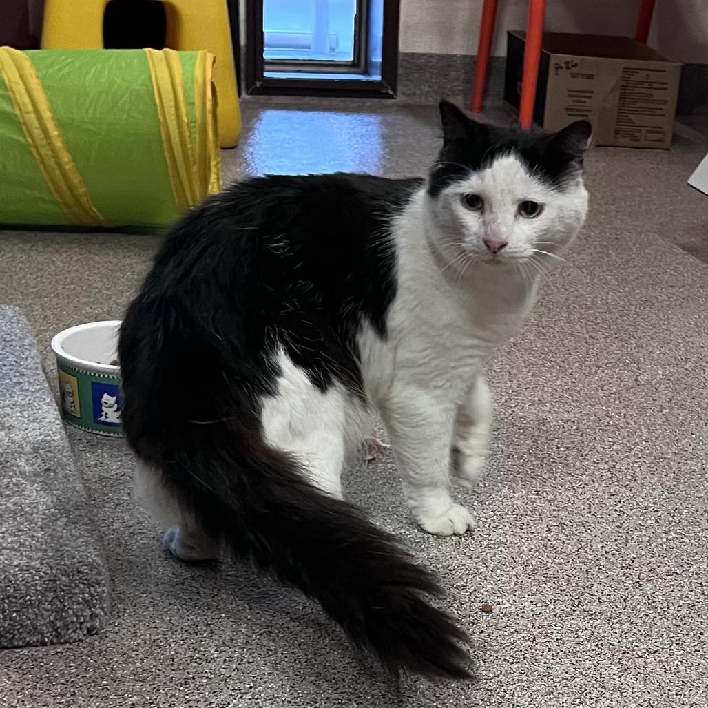 Michi, Adoptable, Adult Female Domestic Medium Hair.