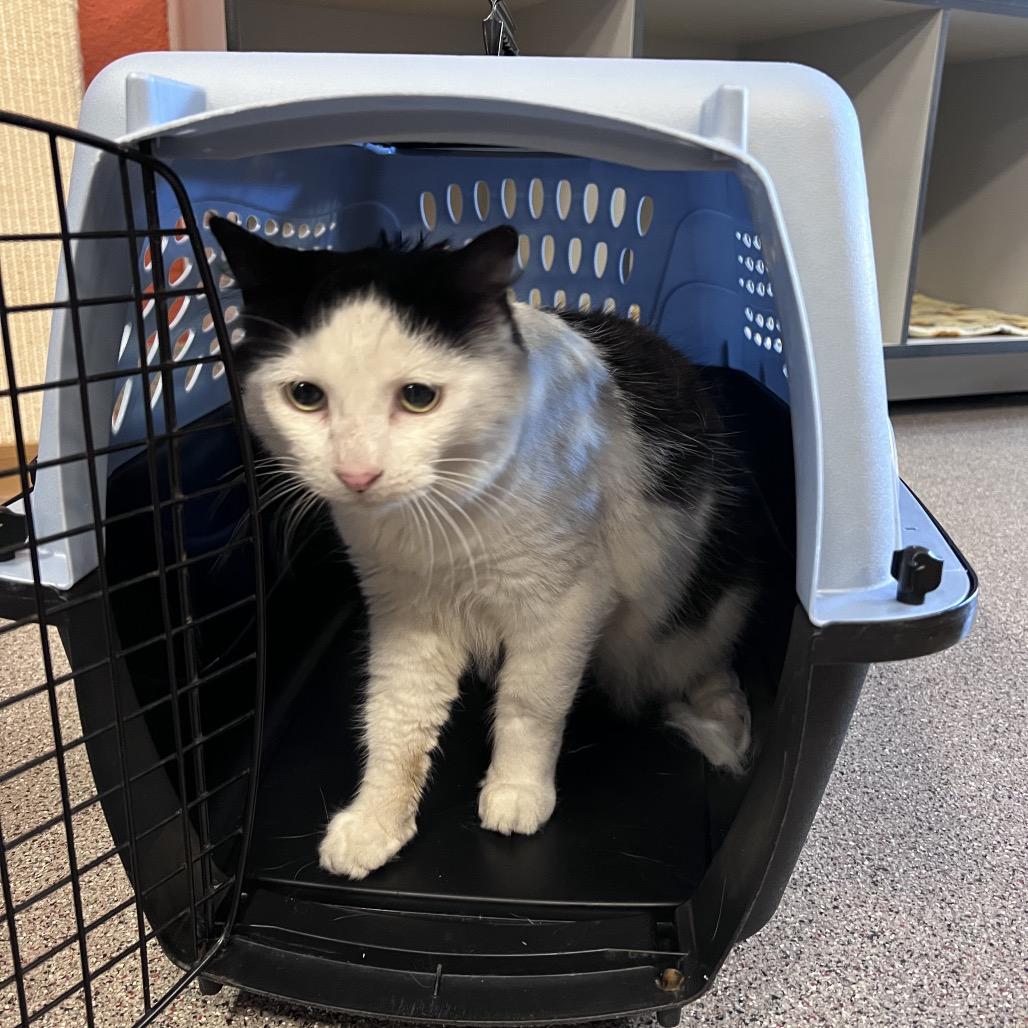 Michi, a Adoptable Domestic Medium Hair in Sarasota, FL image 2/2