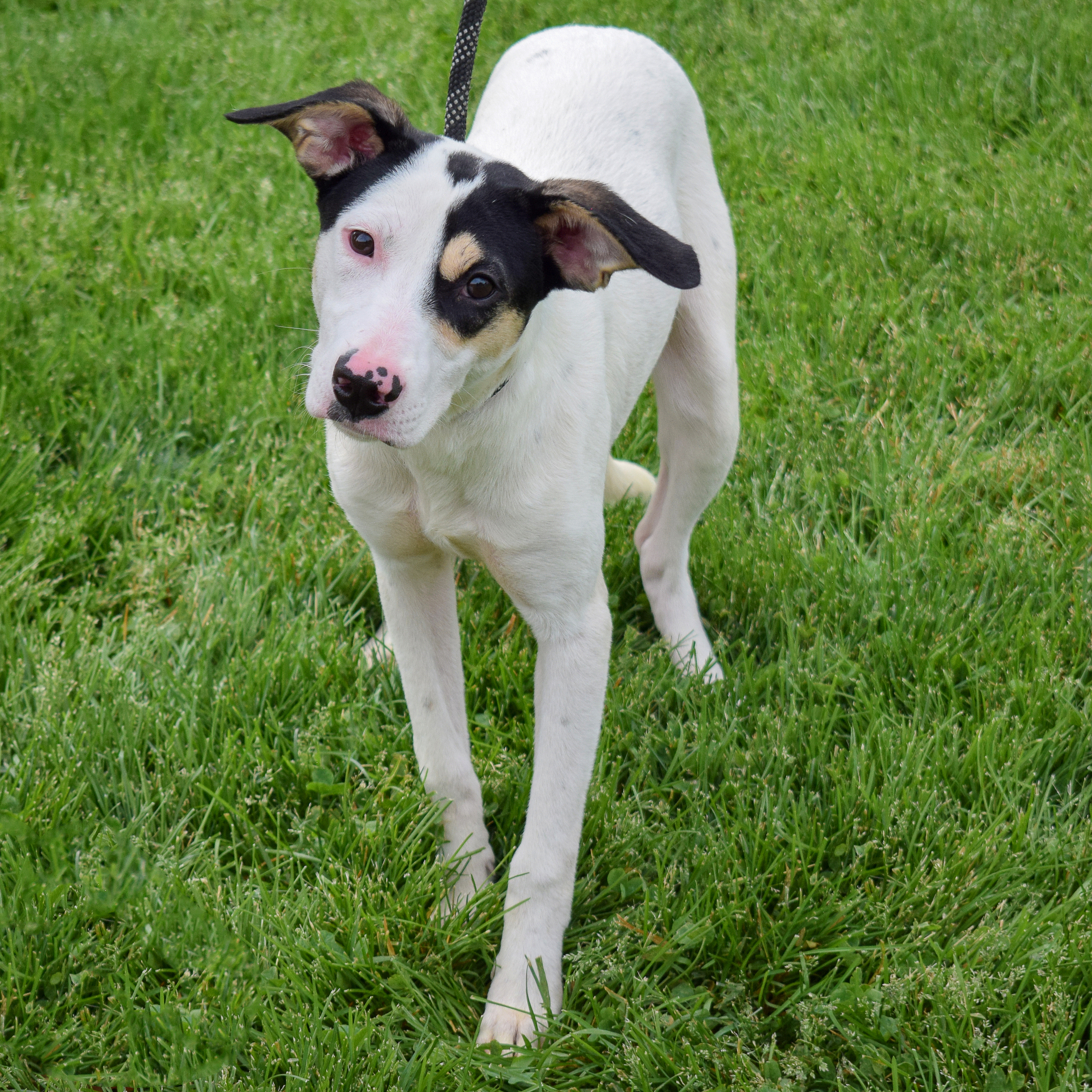 Emmi, a Adoptable mixed breed in Huntley, IL image 2/5