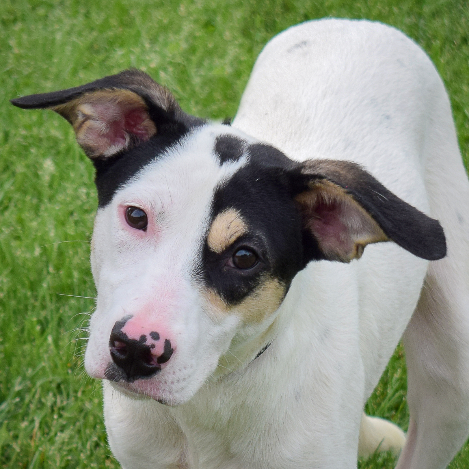 Emmi, a Adoptable mixed breed in Huntley, IL image 1/5