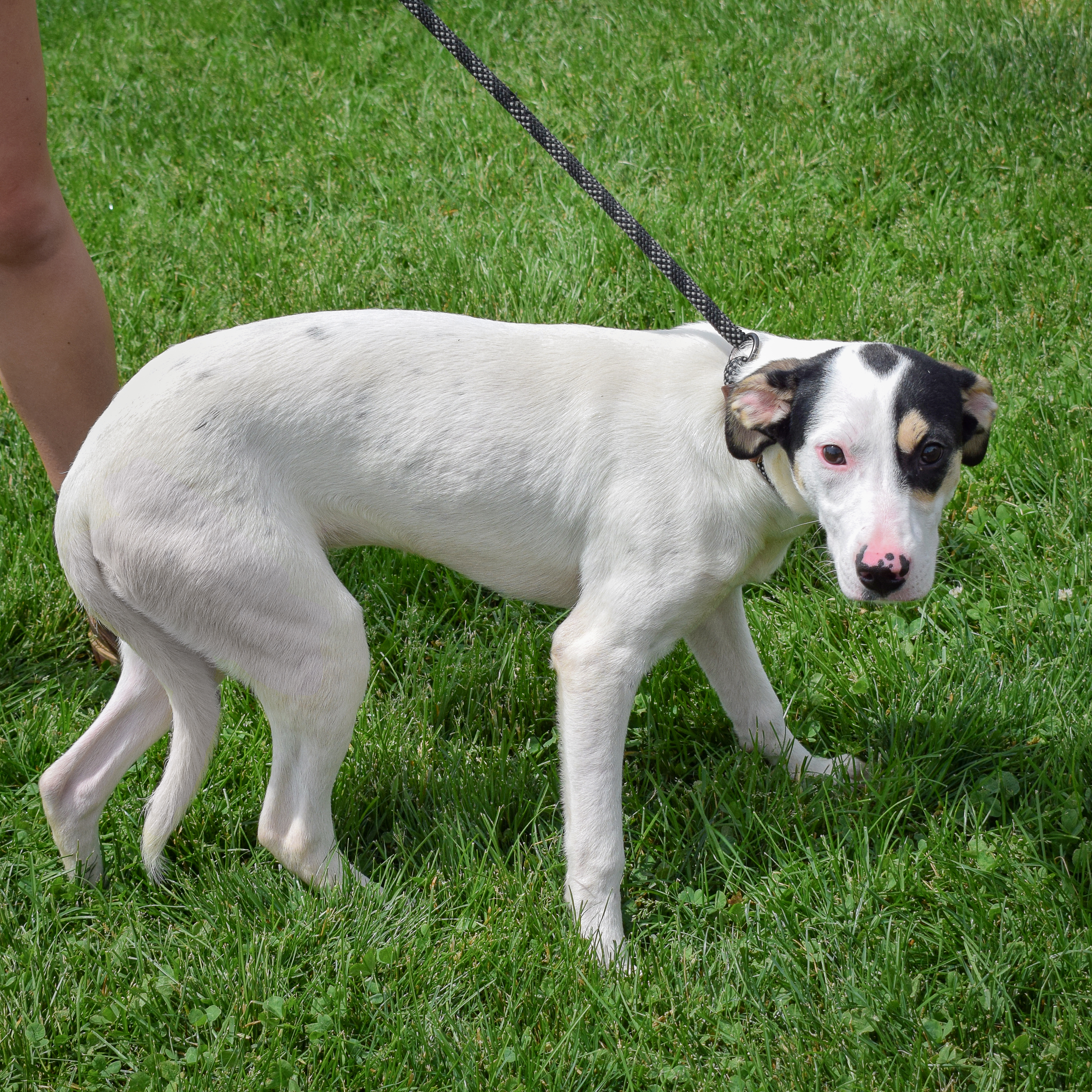 Emmi, a Adoptable mixed breed in Huntley, IL image 4/5