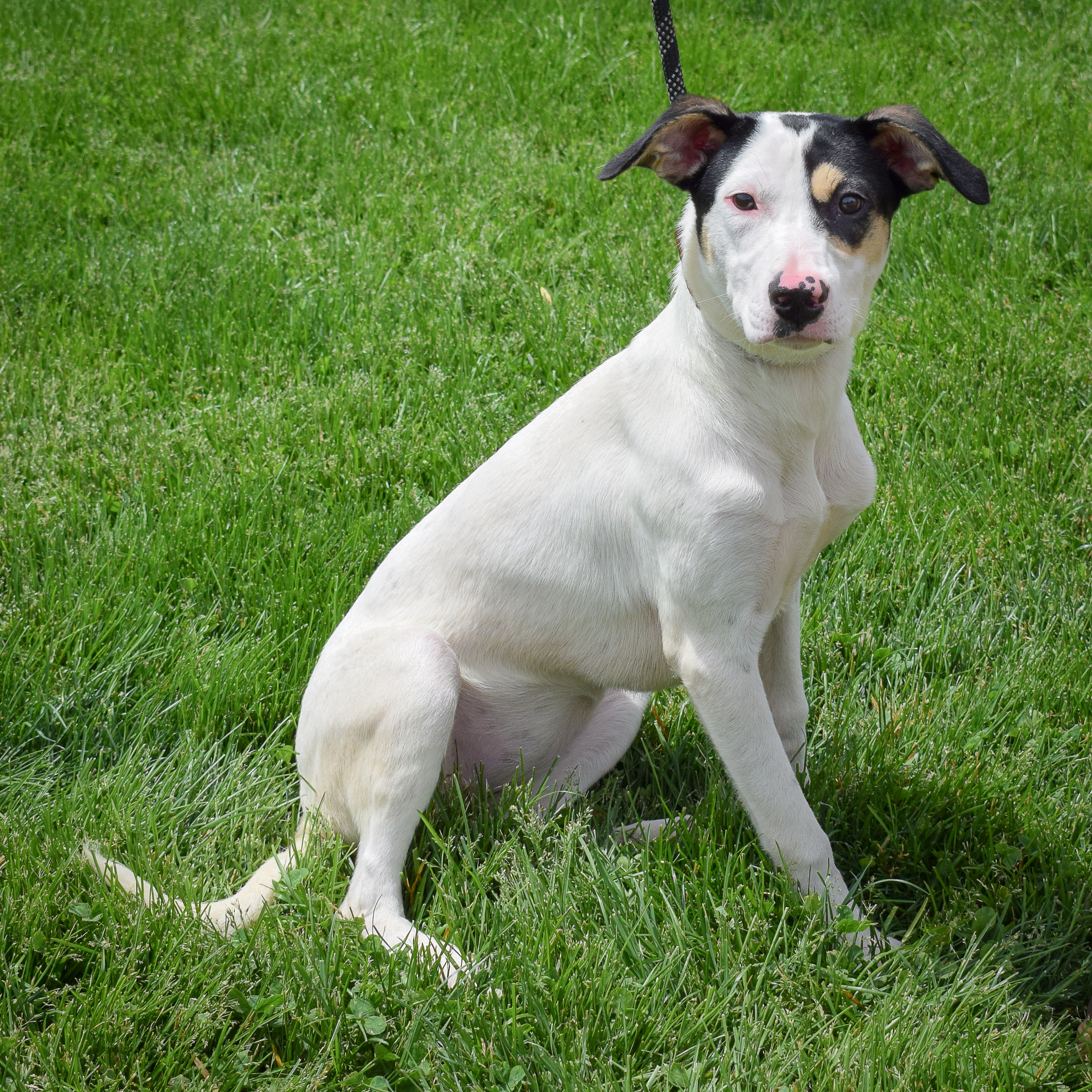 Emmi, a Adoptable mixed breed in Huntley, IL image 3/5