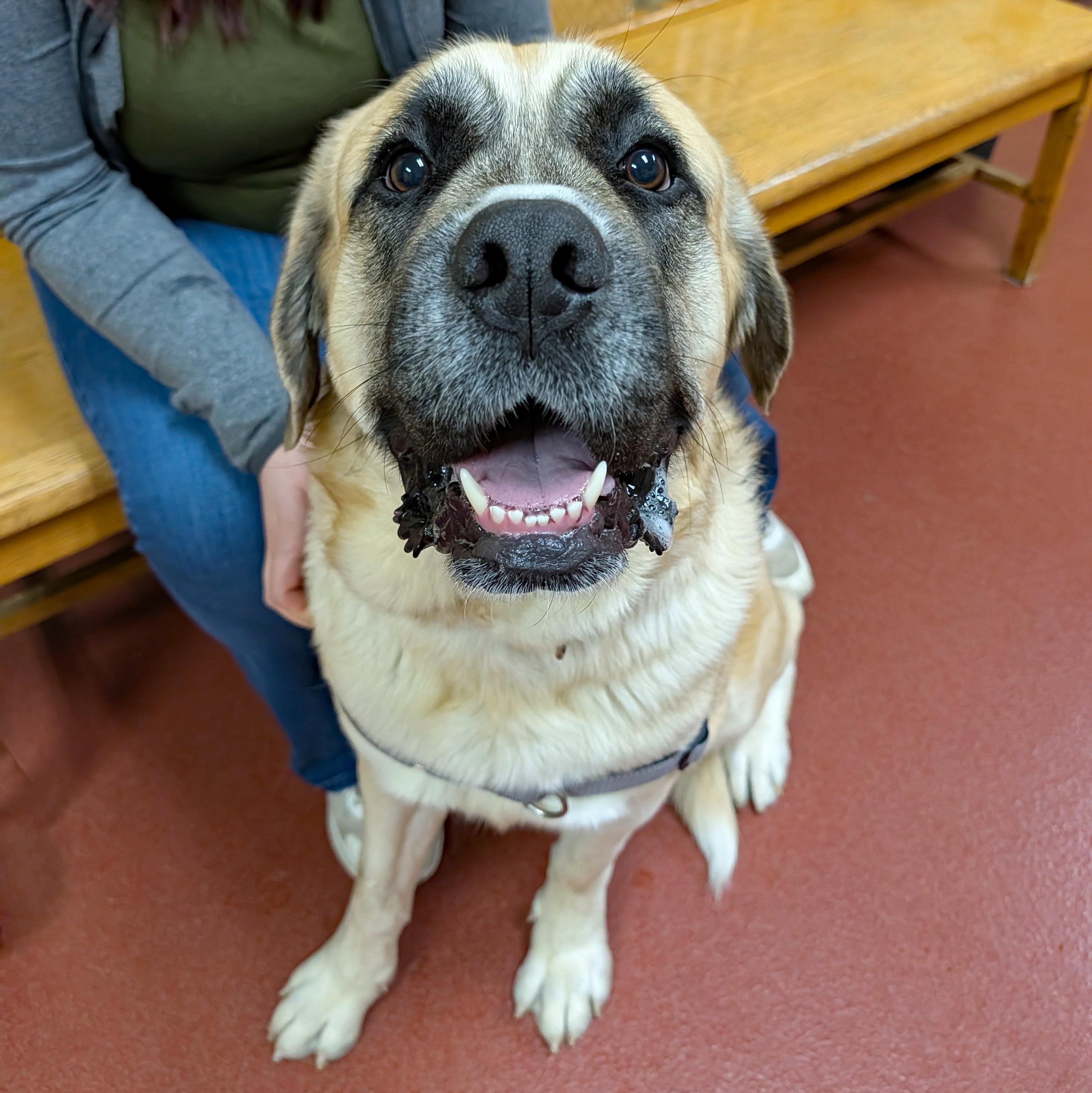 Enlarge Tonka, a ADOPTABLE mixed breed in Accident, MD image 2/6
